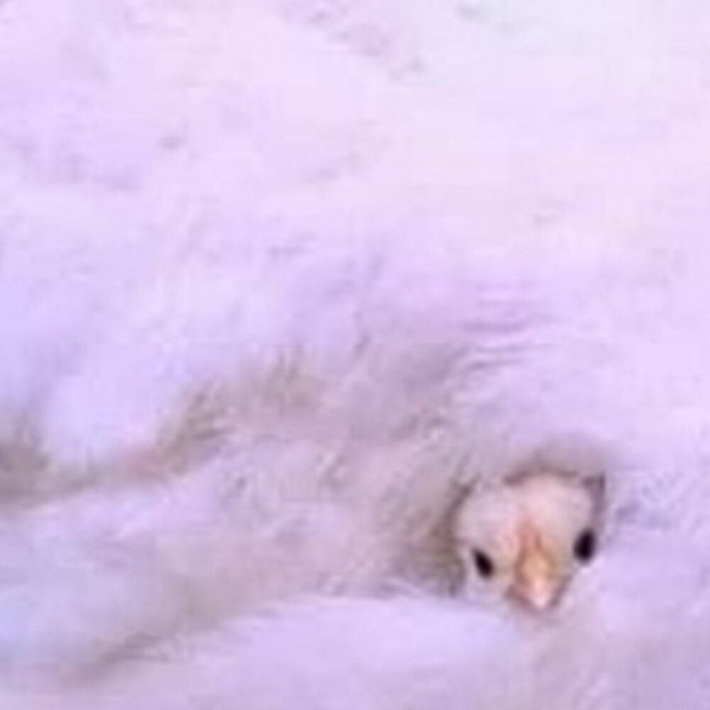 Meet your Posher, Alexandra